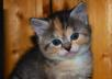 kitty