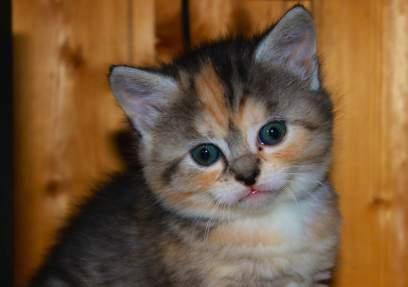 kitty