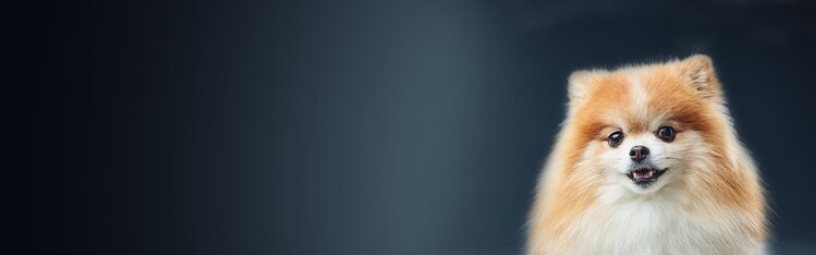 yellow and white Pomeranian looking at the camera