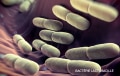 purina-institute-mnr-lactobacillus