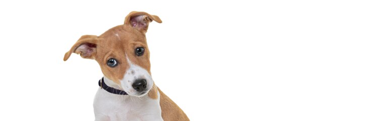 纯种杰克罗素梗犬幼犬