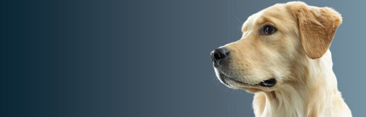 Cachorro