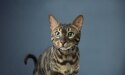 chat rayé aux yeux verts