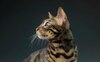 ピュリナ研究所 高齢猫の健康