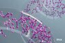purina-instituto-omnics-transcriptomics