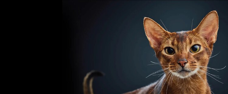 recherche de purina sur les chats