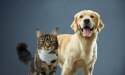 青い背景にカメラの方を見つめる犬と猫