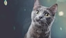Allergies aux chats : réalité et fiction