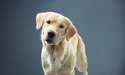 cachorro de cor clara olhando para a câmera com a cabeça inclinada