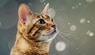 Allergies aux chats : réalité et fiction