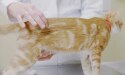 体重評価を受けている黄色い猫