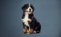 大型犬の仔犬 急速な成長は最適な成長ではない