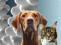 猫と犬