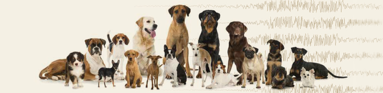 l’epilessia può colpire qualsiasi cane