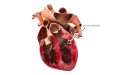 diagramma del cuore