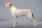 profilo laterale di un cane