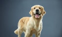 Chiots et chiens adultes : l'importance de rester sveltes