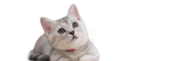 雑種の仔猫