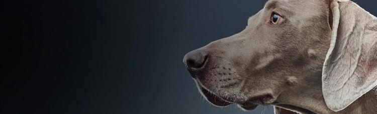 recherche purina