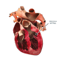 diagrama-corazon