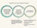 avantages-des-prébiotiques