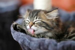 cat-allergies