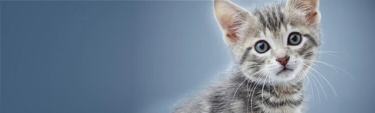 Purina Institute 非複製微生物のバナー