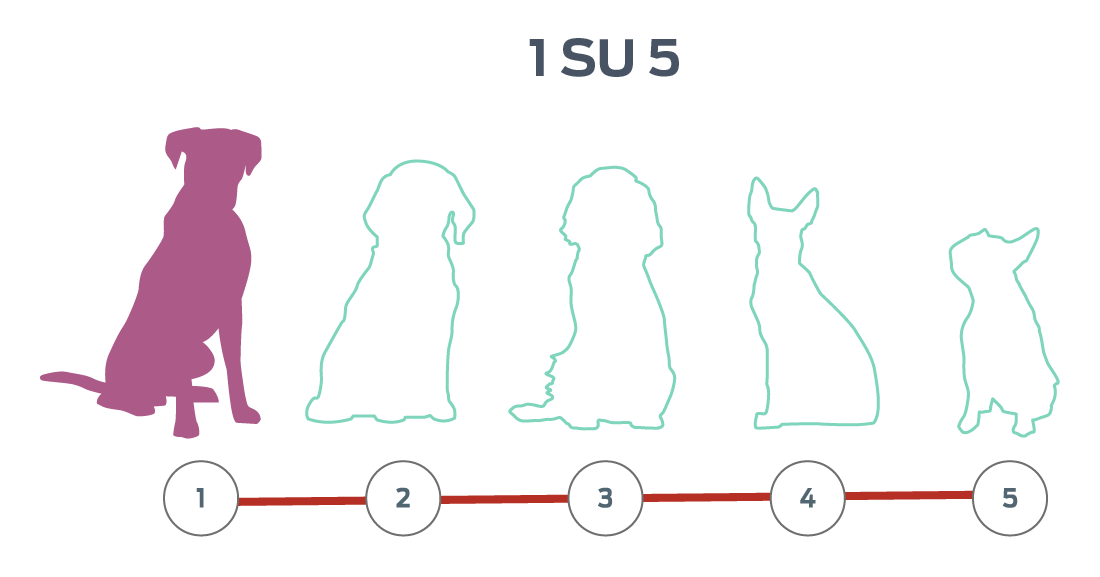 Visualizzazione di cinque sagome di cani allineate, una sola sagoma evidenziata.