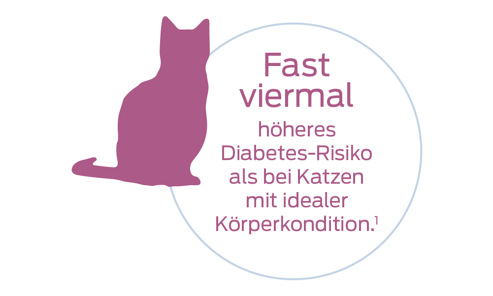 Fast viermal höheres Diabetes-Risiko als bei Katzen mit idealer Körperkondition.