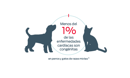 < 1% of heart disease is congenital in mixed breed dogs and cats