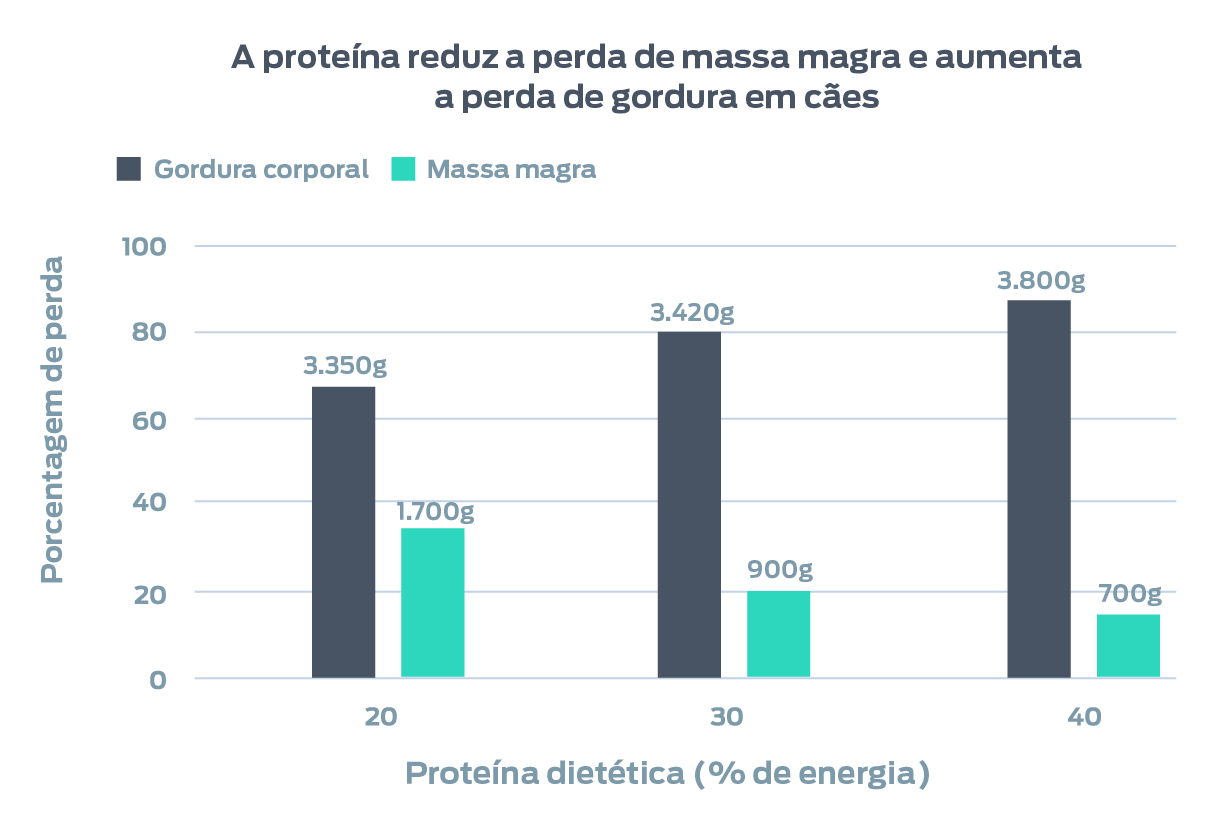A proteína reduz a perda de MCM e aumenta a perda de gordura em cães. Este gráfico mostra o percentual de perda (gordura corporal e massa corporal magra) vs. o percentual de proteína dietética na dieta. 20% de proteína dietética apresentaram perda de 3.350 g de gordura corporal e 1.700 g de MCM. 30% de proteína dietética apresentaram perda de 3.420 g de gordura corporal e 900 g de MCM. 39% de proteína dietética apresentaram perda de 3.800 g de gordura corporal e 700 g de MCM.