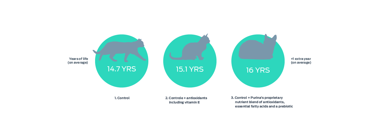 cat years of life graphic