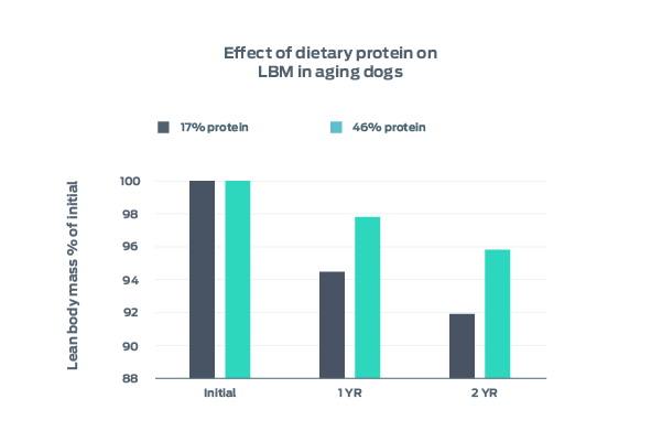 effect of dietary protein on lbm in aging dogs