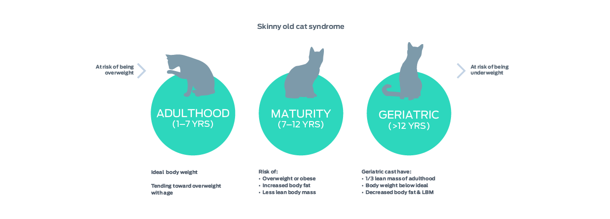 skinny old cat syndrome graphic