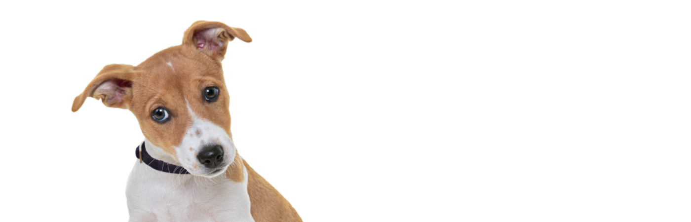 chiot de race Jack Russell Terrier