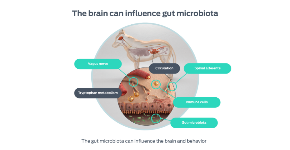 the brain can influence microbiota