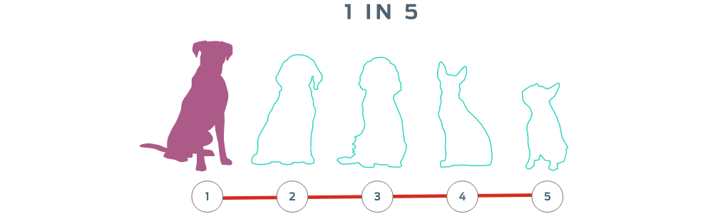 A line-up of the outlines of five dogs, one of those outlines is filled in.