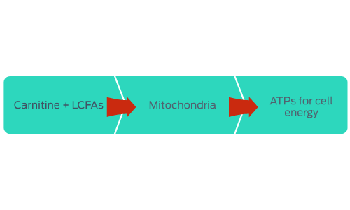 Carnitine and LCFAs > Mitochondria > ATPs for cell energy