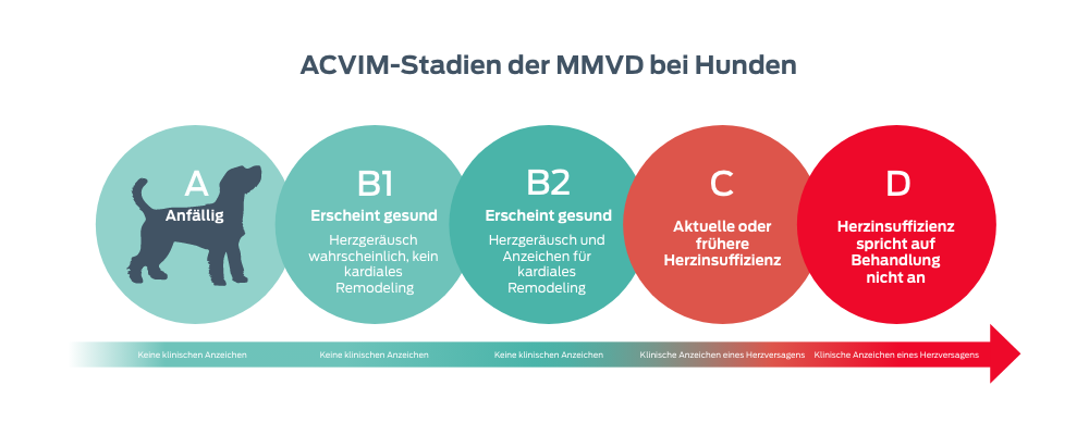 ACVIM-Stadien der MMVD bei Hunden