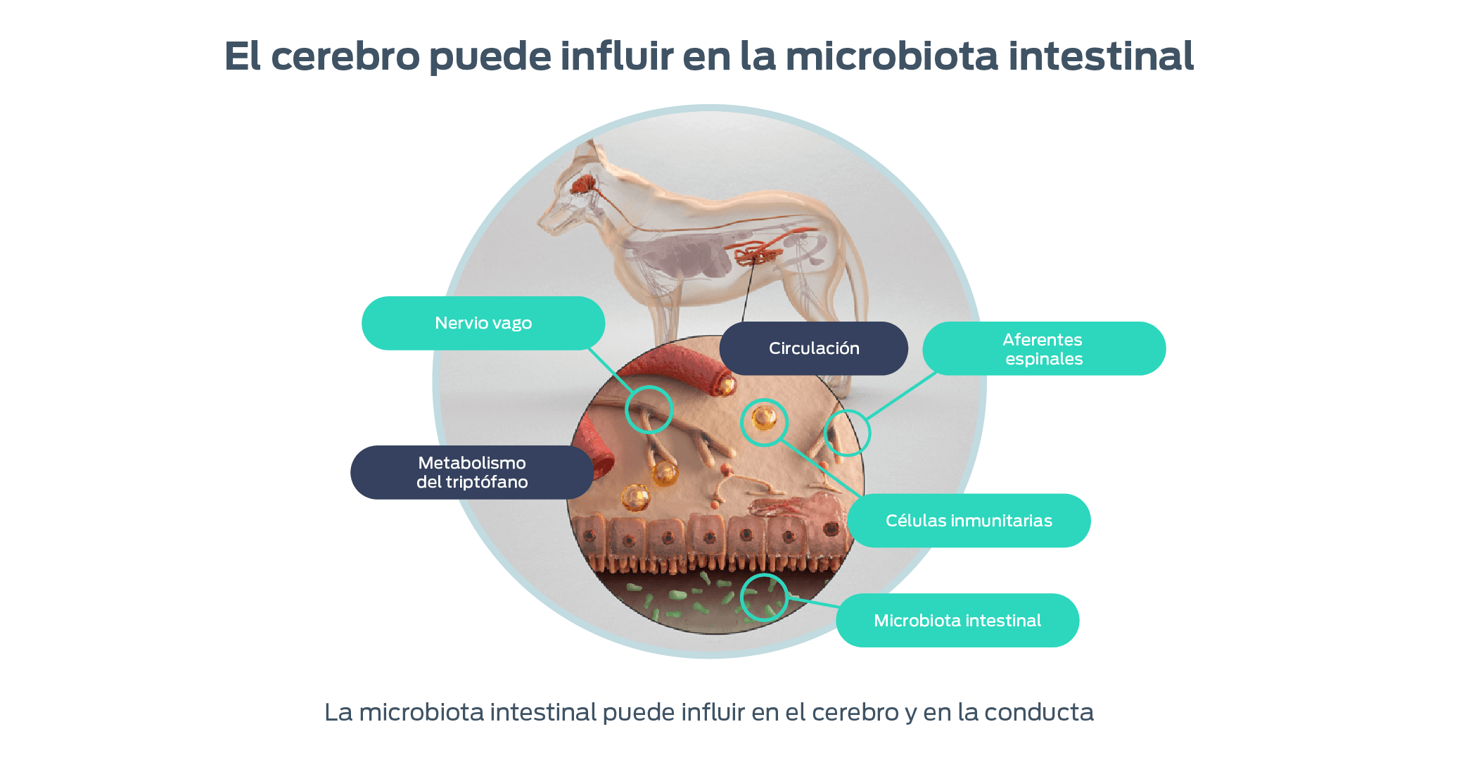 El cerebro puede influir en la microbiota intestinal. Nervio vago, metabolismo del triptofano, circulación, aferentes espinales, celulas inmunitarias, microbiota intestinal. La microbiota intestinal puede influir en el cerebro y en la conducta.