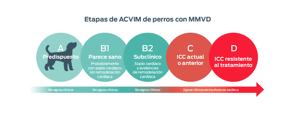 Etapas del ACVIM para la MMVD en perros