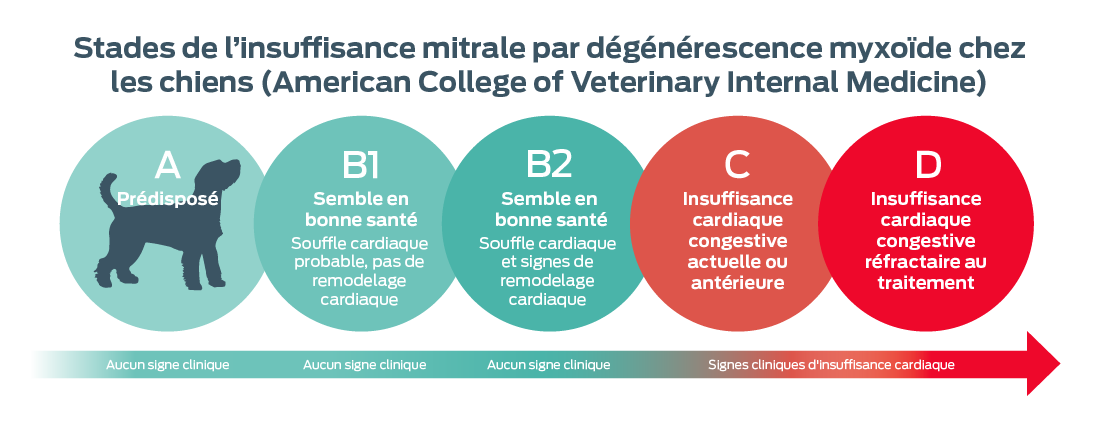 Stades ACVIM du MMVD chez les chiens