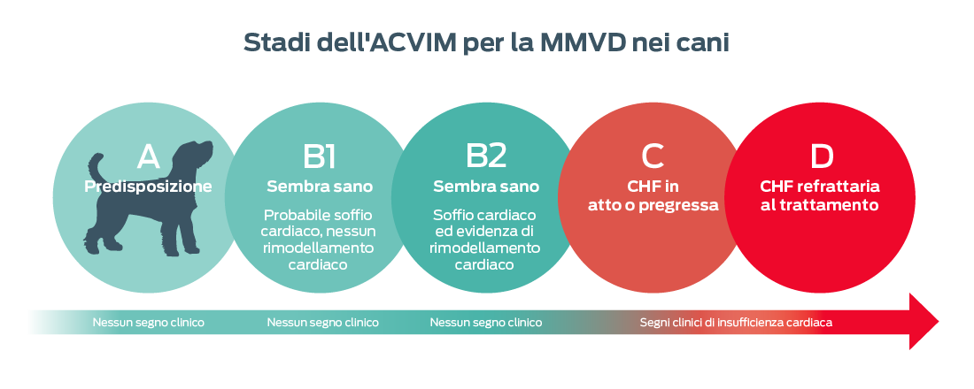 Stadi dell'ACVIM per la MMVD nei cani