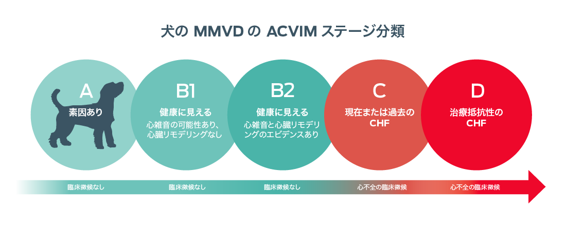 ACVIM による犬の MMVD のステージ