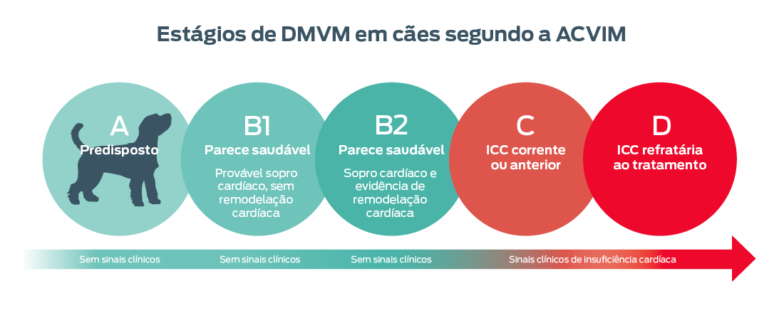 Estágios de DMVM em cães segundo o ACVIM