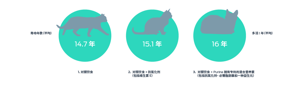 猫科动物生命年限的量表,从平均到+1额外年限(平均),量表上有3个点。1. 对照组 - 14.7年。2. 对照组+抗氧化剂包括维生素E--15.1年。3. 对照组+普瑞纳专有的抗氧化剂、必需脂肪酸和益生菌的混合营养素--16岁。