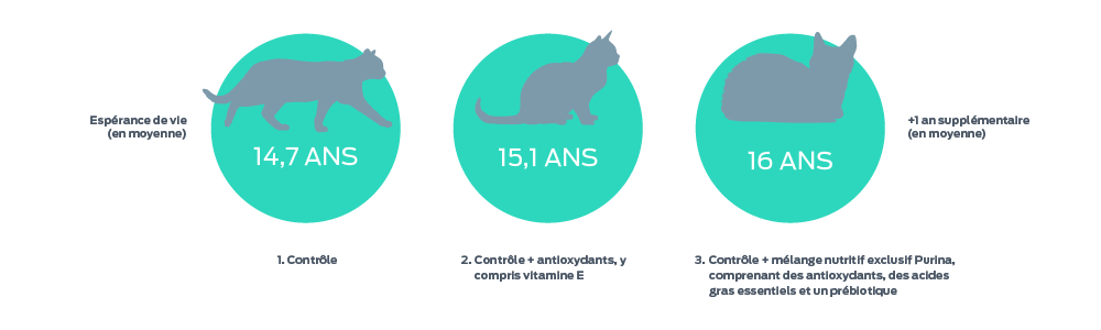 Une échelle des années de vie des félins, de la moyenne à +1 année supplémentaire (en moyenne), avec 3 points sur l'échelle. 1. Contrôle - 14,7 ans. 2. Témoin + antioxydants dont la vitamine E - 15,1 ans. 3. Contrôle + mélange nutritif exclusif de Purina composé d'antioxydants, d'acides gras essentiels et d'un probiotique - 16 ans.