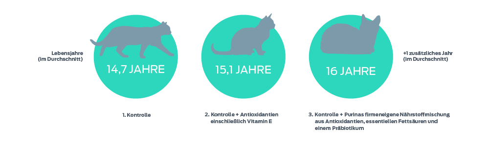 Eine Skala der Lebensjahre von Katzen, von durchschnittlich bis +1 zusätzliches Jahr (im Durchschnitt), mit 3 Punkten auf der Skala. 1. Kontrolle - 14,7 Jahre. 2. Kontrolle + Antioxidantien einschließlich Vitamin E - 15,1 Jahre. 3. Control + Purinas eigene Nährstoffmischung aus Antioxidantien, essentiellen Fettsäuren und einem Probiotikum - 16 Jahre.