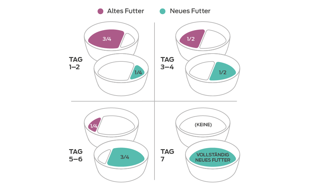 Eine vierstufige Anleitung für die Umstellung von einem Katzenfutter auf ein anderes. Tag 1 und 2: 3/4 altes Futter, 1/4 neues Futter. Tag 3 und 4: 50/50 altes Futter und neues Futter. Tag 5 und 6, 1/4 altes Futter, 3/4 neues Futter. Tag 7, 100% neues Futter.