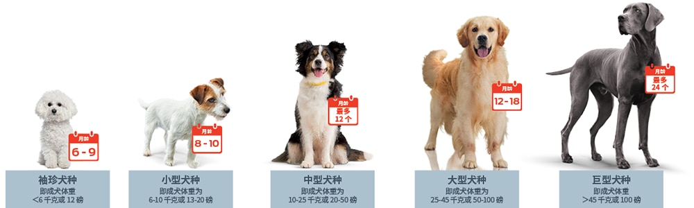 6到9个月，玩具型犬种（即成年体重<6公斤或12磅）。8到10个月，小型犬种（即成年体重为6到10公斤或13到20磅）。12个月以下，中等犬种（即成年体重为10至25公斤或20至50磅）。12至18个月，大型犬种（即成年体重为25至45公斤或50至100磅）。24个月以下，巨型犬种（即成年体重超过45公斤或100磅）。